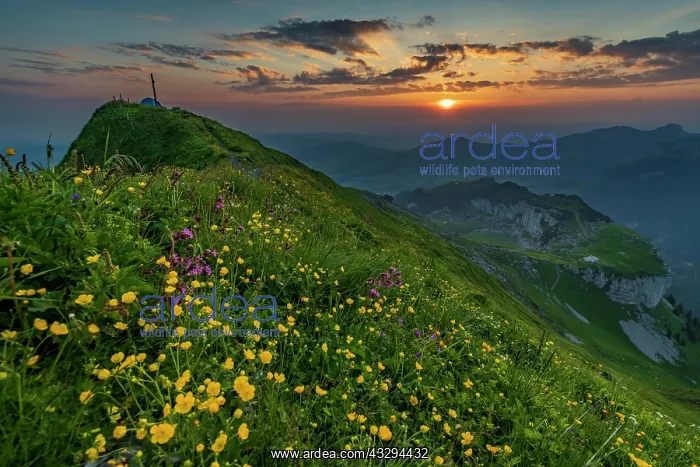 : Summery mountain meadow with summit cross and small : Summery mountain meadow with summit cross and small