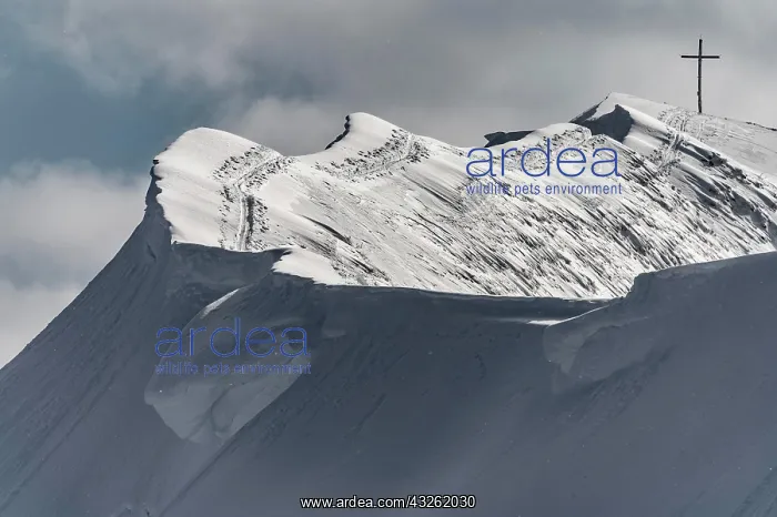 : Summit cross of the Hoferspitze with covered summit : Summit cross of the Hoferspitze with covered summit