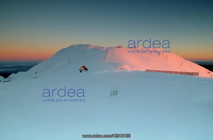: Summit of Mount Buller covered in snow at sunrise.with : Summit of Mount Buller covered in snow at sunrise.with