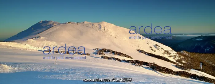 : Summit of Mount Buller in winter. Mount Buller : Summit of Mount Buller in winter. Mount Buller