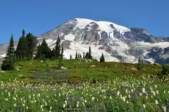 : Summit Mount Rainier, Mount Rainier National Park : Summit Mount Rainier, Mount Rainier National Park