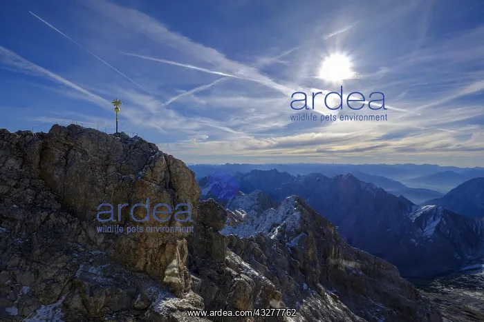 : Summit with summit cross, Zugspitze with Alpine : Summit with summit cross, Zugspitze with Alpine
