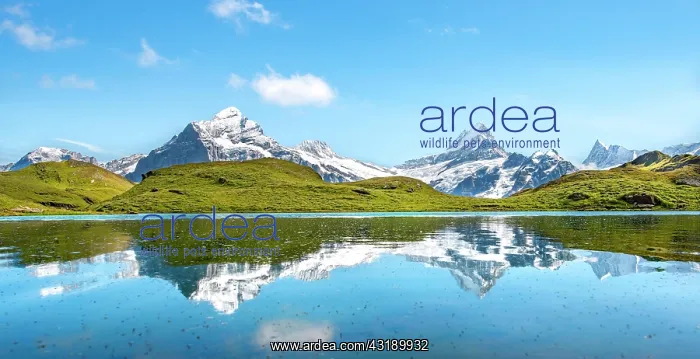  : Summits Schreckhorn and Finsteraarhorn are reflected