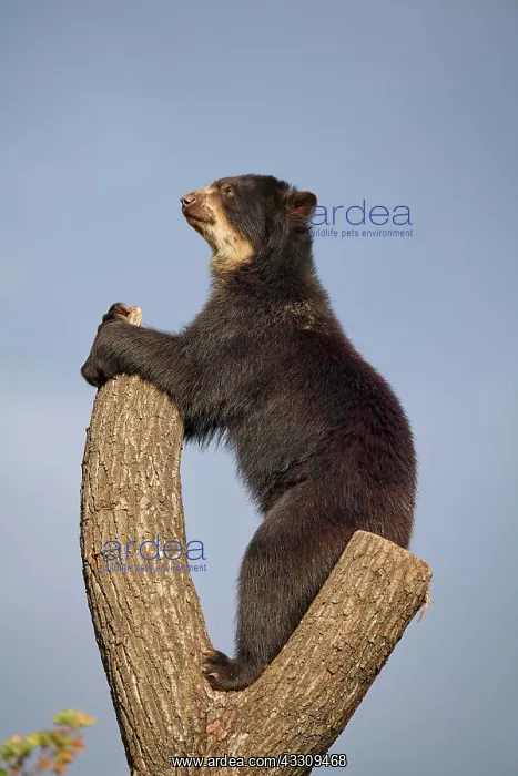 : Sun bear (helarctos malayanus), stands on tree, captive : Sun bear (helarctos malayanus), stands on tree, captive
