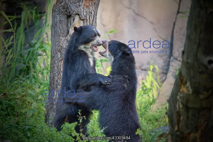  : Sun bear (helarctos malayanus), two animal fighting, captive