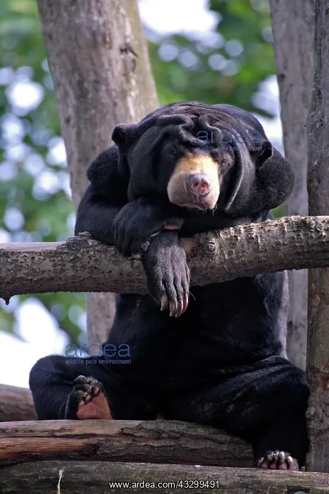 : Sun bear (Helarctos malayanus) Adult on tree on : Sun bear (Helarctos malayanus) Adult on tree on