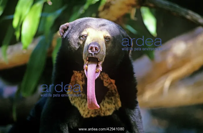 : Sun bear - showing long tongue : Sun bear - showing long tongue