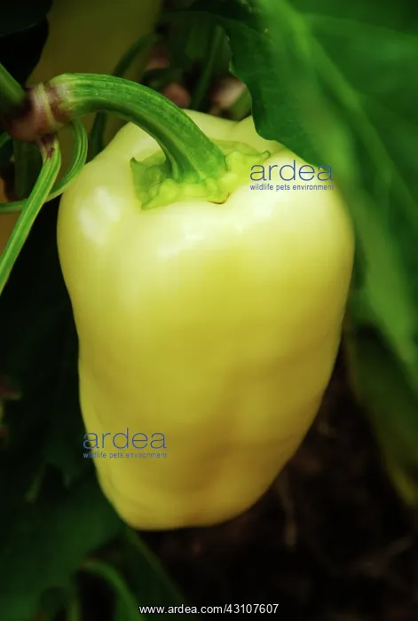 : Sun Bell Pepper : Sun Bell Pepper