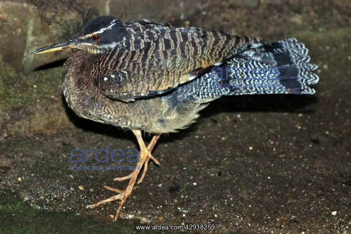 : Sun Bittern : Sun Bittern