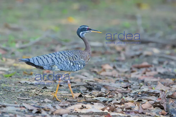 : Sun Bittern : Sun Bittern