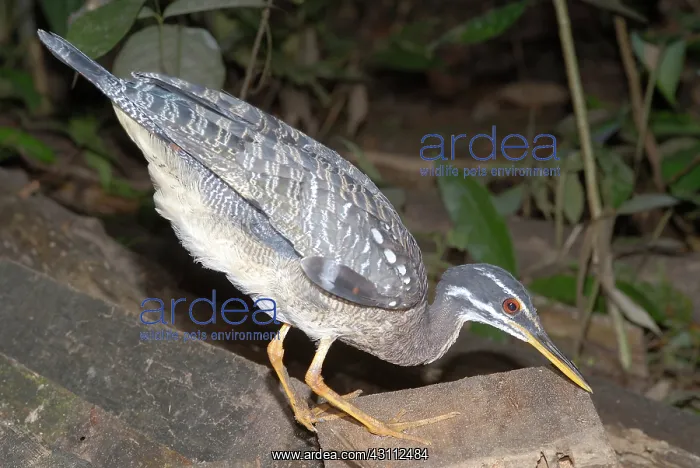 : Sun Bittern (Eurypyga helias) : Sun Bittern (Eurypyga helias)