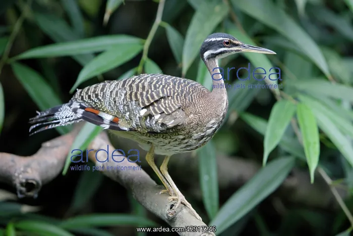 : Sun Bittern - perched on branch : Sun Bittern - perched on branch