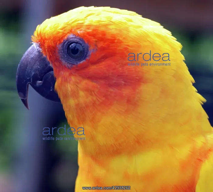 : Sun Conure : Sun Conure