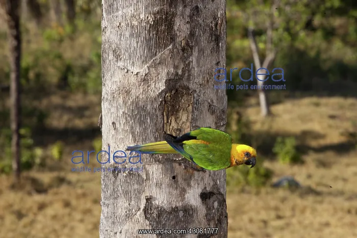 : Sun Conure : Sun Conure