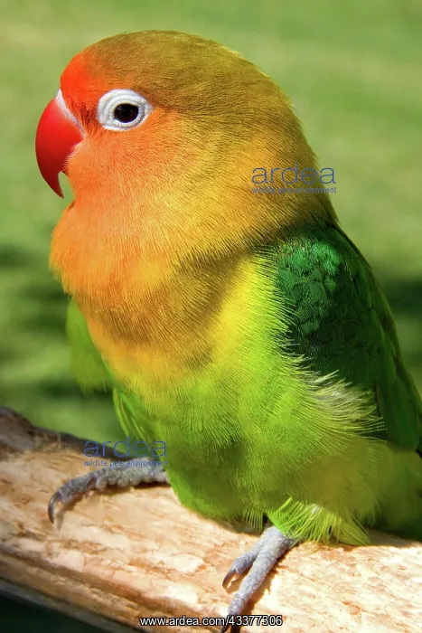 : Sun Conure (Aratinga solstitialis) parakeet : Sun Conure (Aratinga solstitialis) parakeet