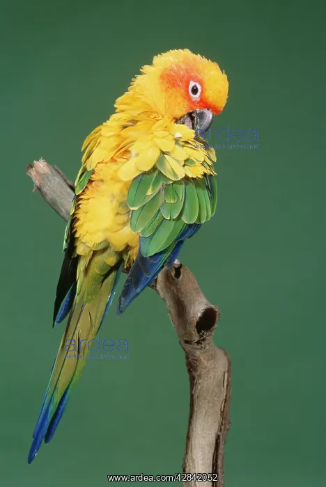 : Sun CONURE - Preening : Sun CONURE - Preening