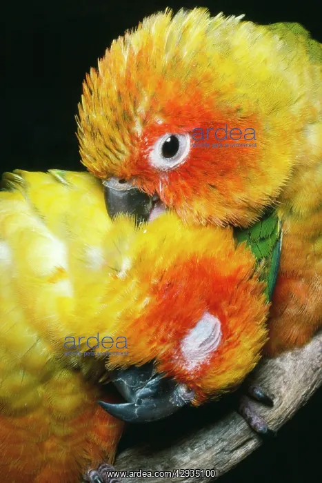 : Sun CONURES - two preening : Sun CONURES - two preening