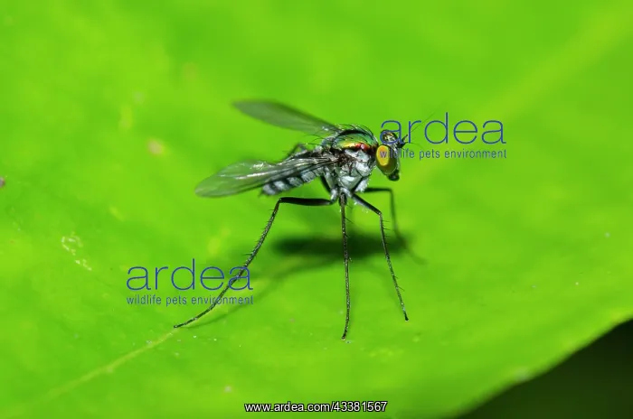 : Sun Fly - Klungkung, Bali, Indonesia : Sun Fly - Klungkung, Bali, Indonesia