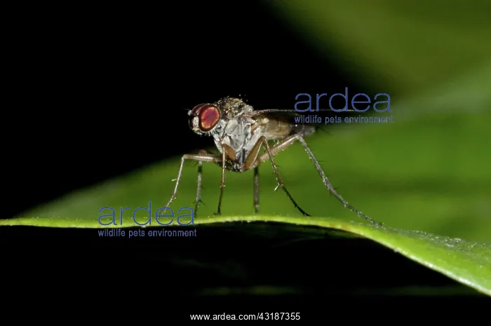 : Sun Fly - on leaf : Sun Fly - on leaf