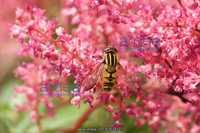 : Sun Fly - on pink flower : Sun Fly - on pink flower