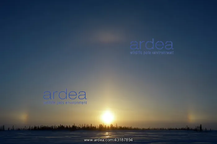 : Sun halo with three by suns on the tundra : Sun halo with three by suns on the tundra