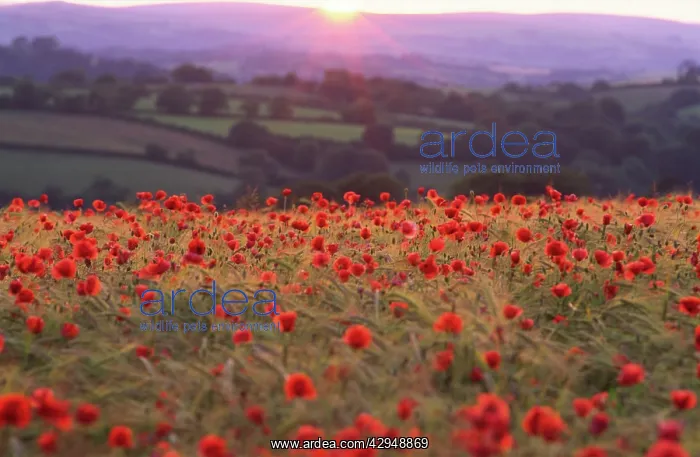 : Sun illuminates rolling landscape of fields and : Sun illuminates rolling landscape of fields and