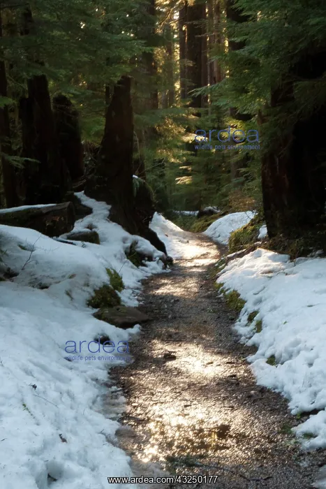 : Sun lit trail, Olympic National Park, Washington : Sun lit trail, Olympic National Park, Washington