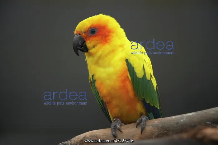 : Sun Parakeet or Sun Conure (Aratinga solstitialis) : Sun Parakeet or Sun Conure (Aratinga solstitialis)
