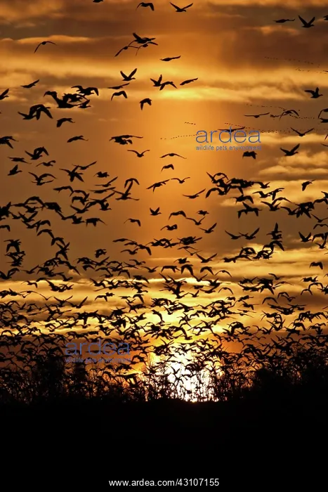 : Sun Pillar and Geese : Sun Pillar and Geese