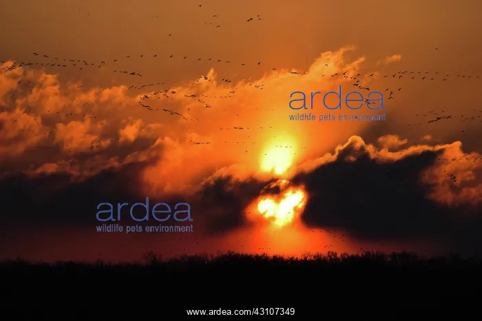 : Sun Pillar and Geese : Sun Pillar and Geese