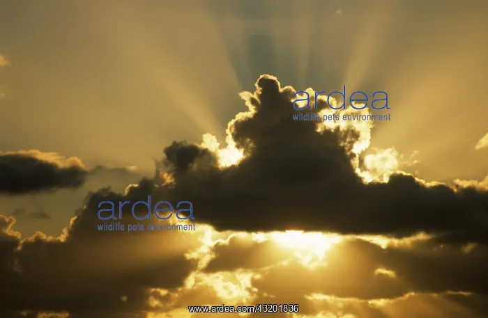 : Sun rays beam from behind cumulus clouds : Sun rays beam from behind cumulus clouds