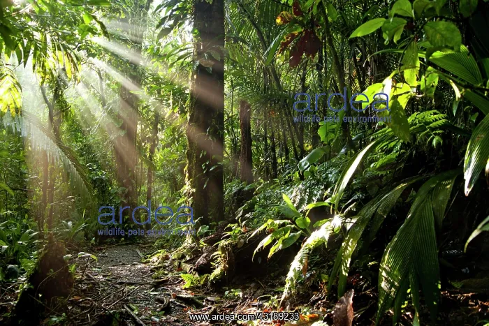 : Sun rays in the dense jungle of the Braulio Carrillo : Sun rays in the dense jungle of the Braulio Carrillo