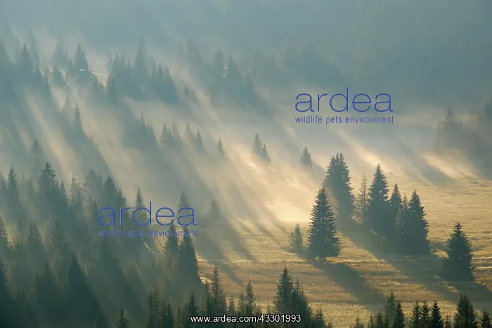 : Sun rays shine in the forest through fog, sunrise : Sun rays shine in the forest through fog, sunrise