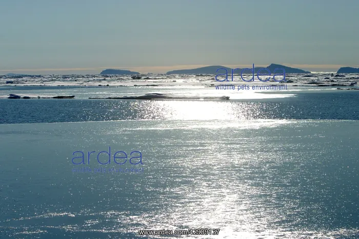 : Sun reflection on Ice Floe : Sun reflection on Ice Floe