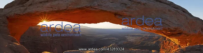 : The sun rises through Mesa Arch in Canyonlands : The sun rises through Mesa Arch in Canyonlands
