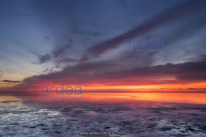 : Sun rises over the mudflat in De Schorren natur : Sun rises over the mudflat in De Schorren natur