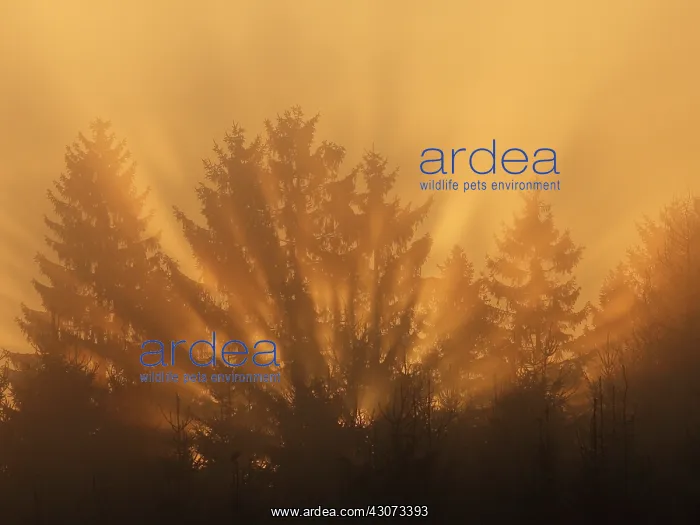 : Sun rising behind a curtain of trees in the mist : Sun rising behind a curtain of trees in the mist