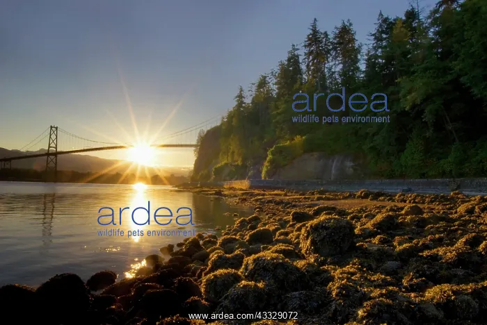 : Sun rising behind Lions Gate Bridge, Stanley : Sun rising behind Lions Gate Bridge, Stanley