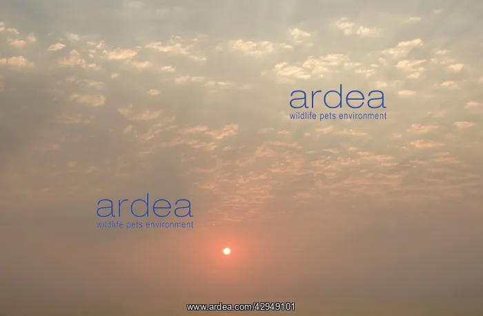 : Sun setting over the Atlantic ocean - with dunes : Sun setting over the Atlantic ocean - with dunes