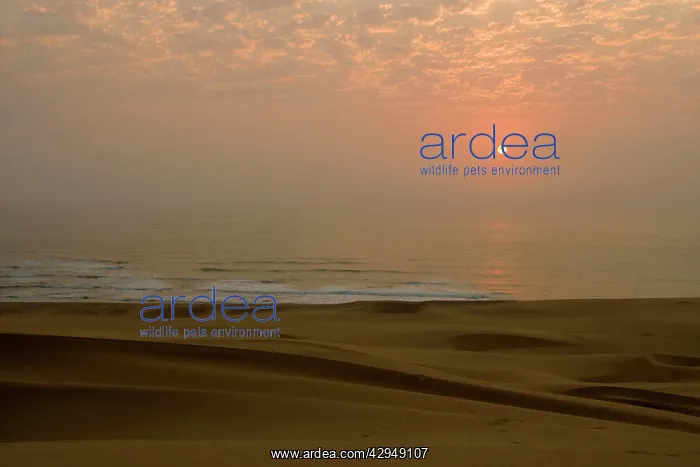 : Sun setting over the Atlantic ocean - with dunes : Sun setting over the Atlantic ocean - with dunes