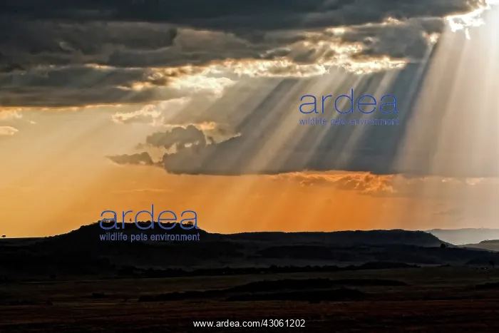 : Sun setting on the Masai Mara : Sun setting on the Masai Mara