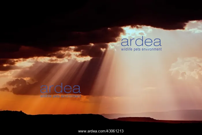 : Sun setting on the Masai Mara : Sun setting on the Masai Mara