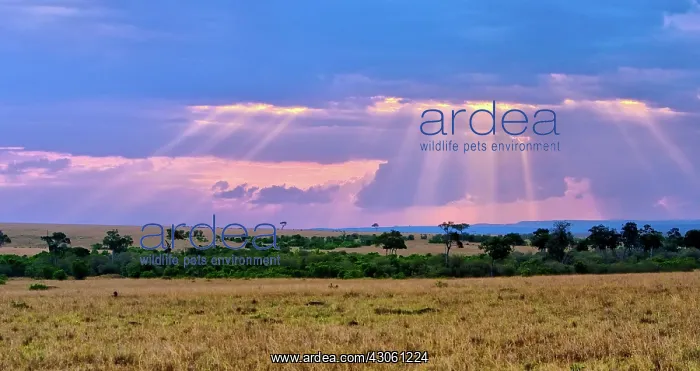 : Sun setting on the Masai Mara : Sun setting on the Masai Mara