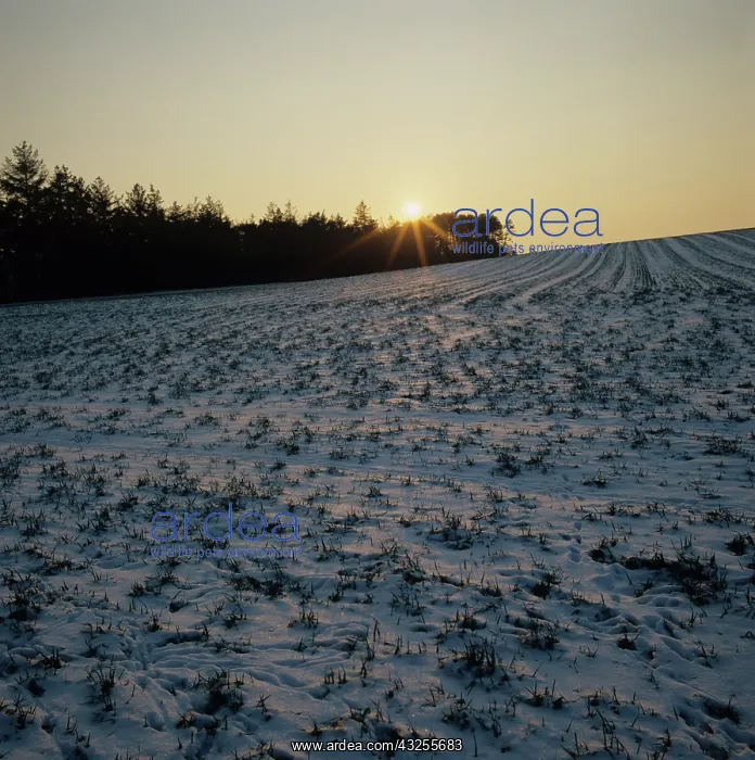 : Sun setting on snow-covered wheat crop : Sun setting on snow-covered wheat crop
