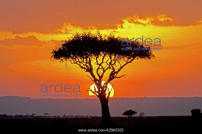 : Sun setting behind umbrella Acacia tree : Sun setting behind umbrella Acacia tree