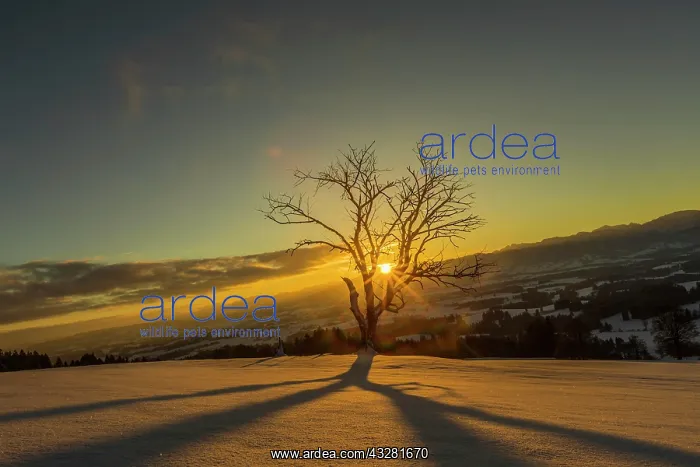 : Sun shines through bare tree in winter, sunrise : Sun shines through bare tree in winter, sunrise