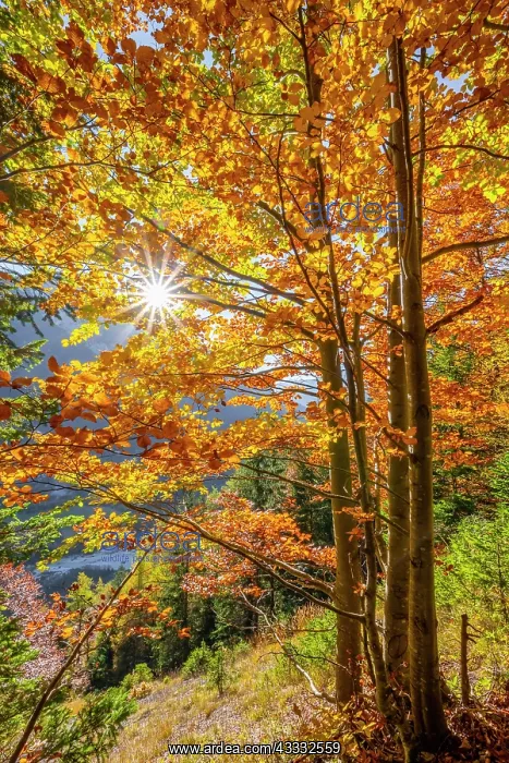 : Sun shines on deciduous forest in autumn, near Scharnitz : Sun shines on deciduous forest in autumn, near Scharnitz