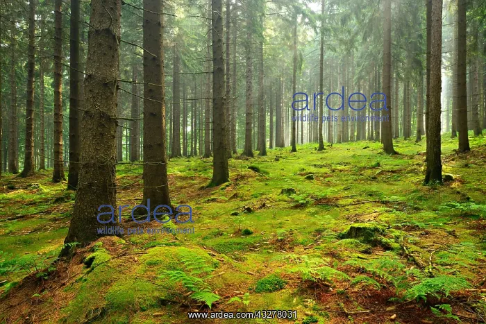 : Sun shines through light spruce forest, soil overgrown : Sun shines through light spruce forest, soil overgrown