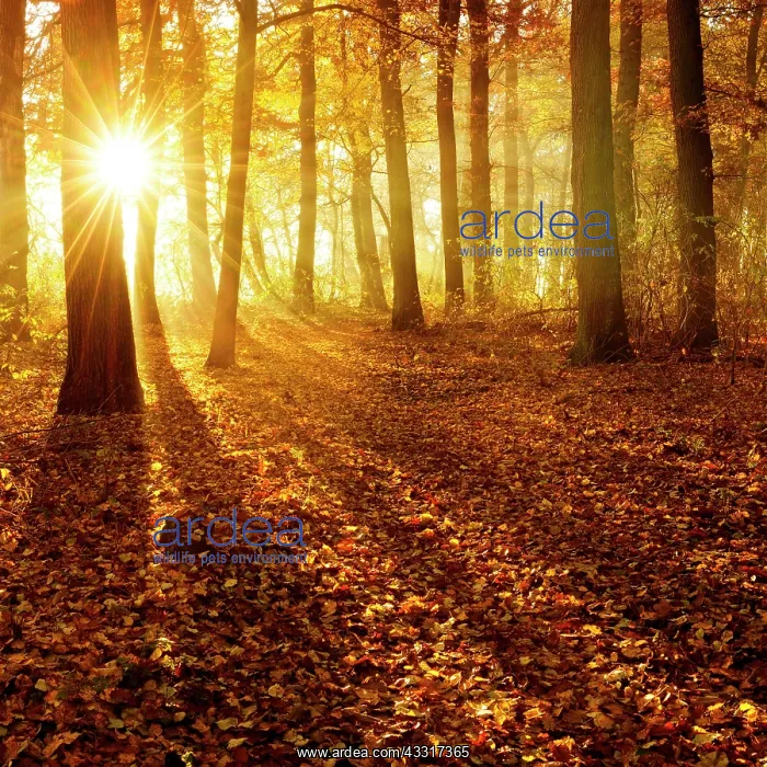 : Sun shines through natural deciduous forests of : Sun shines through natural deciduous forests of