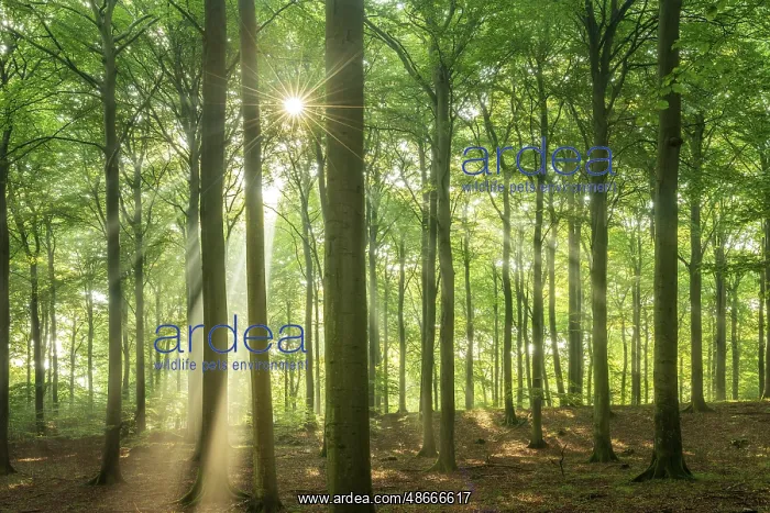 : The sun shines through a near-natural beech forest (Fagus : The sun shines through a near-natural beech forest (Fagus